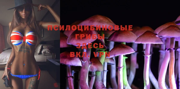 шишки Няндома